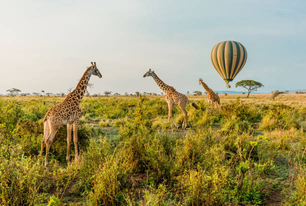 Balloon Safari in Serengeti 2